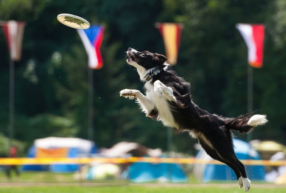 All-Star Stunt Dog Show in Dallas, Texas